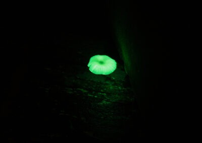 glow-in-the-dark mushroom