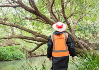 shot of the back of a woman (cropped below waist) wearing a hi vis hat and a vest that is embroidered with 'tree auditor'. She is standing in front of a tree - the shot is taken from a low angle looking up to the tree branches, the shot is cropped to not reveal the whole tree. We can see the tree is lining a creek and other vegetation in the shot.