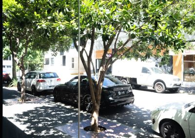 shot of a city tree casting leaf shadow on the pavement, you can also see cars parked on the street
